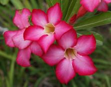 Desert Rose, a Sign of Contradiction, expresses the meaning and color of Gaudete Sunday