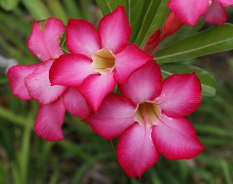 Desert Rose, a Sign of Contradiction, expresses the meaning and color of Gaudete Sunday