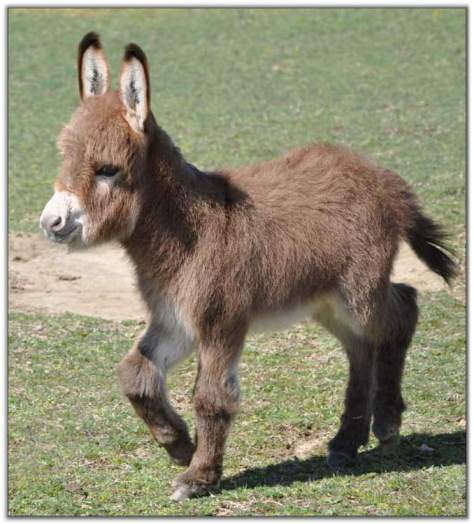 Who plays the donkey?