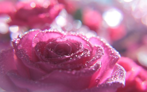 Pink rose flowers dew wallpaper 14